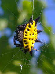 Gasteracantha cancriformis