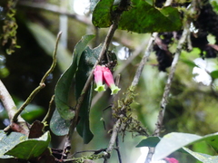 Macleania ericae