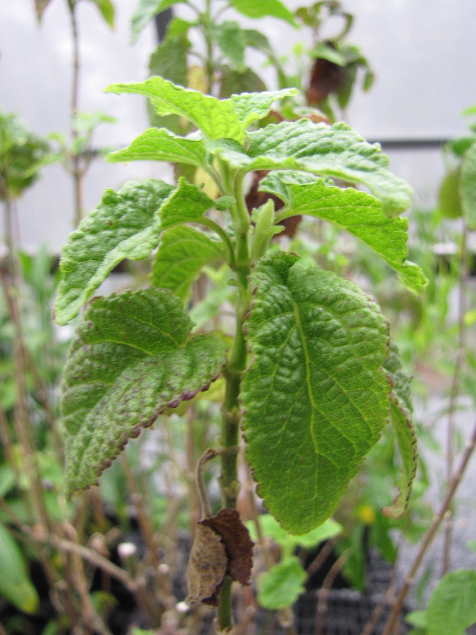Phyllostegia pilosa