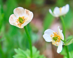 Ranunculoideae