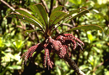 Clermontia tuberculata