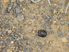 Lycalopex