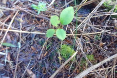 Pseudopanax arboreus