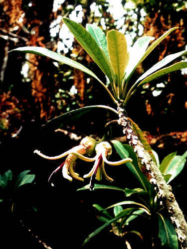 Clermontia tuberculata