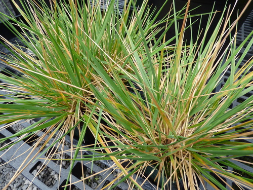 Maui reedgrass (Calamagrostis expansa)