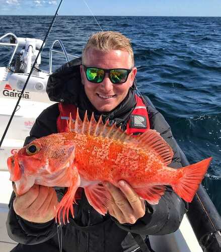 Photo of Bluemouth rockfish (Helicolenus dactylopterus)