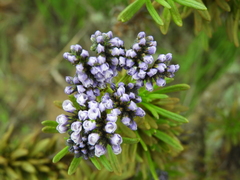 Heliotropium stenophyllum