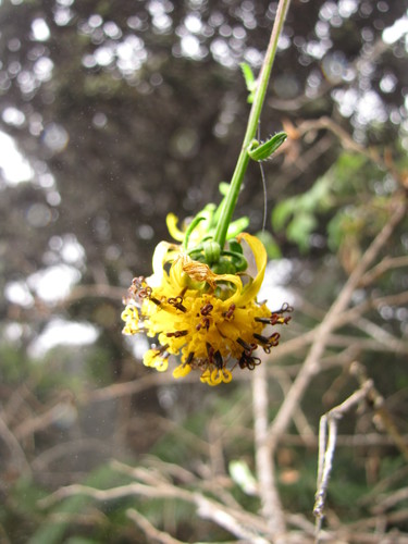 Bidens campylotheca ssp. pentamera