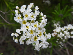 Heliotropium stenophyllum