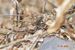 Sceloporus utiformis