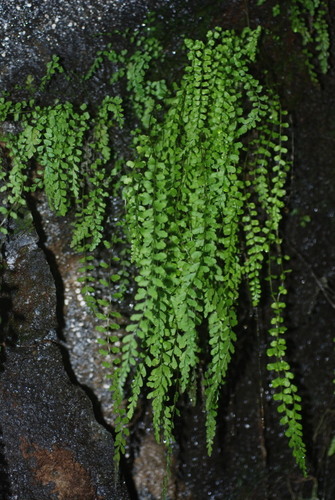 Asplenium peruvianum