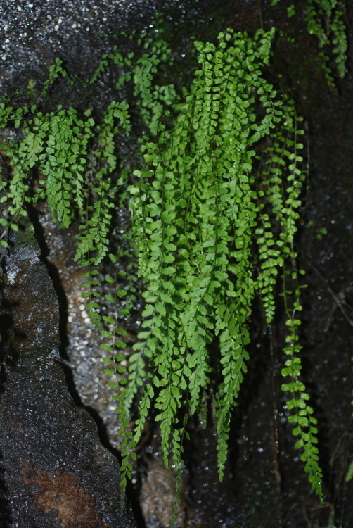 Asplenium peruvianum