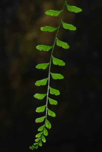 Asplenium peruvianum