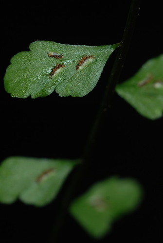 Asplenium peruvianum