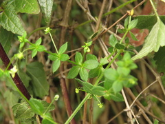 Galium canescens