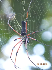 Nephila kuhli