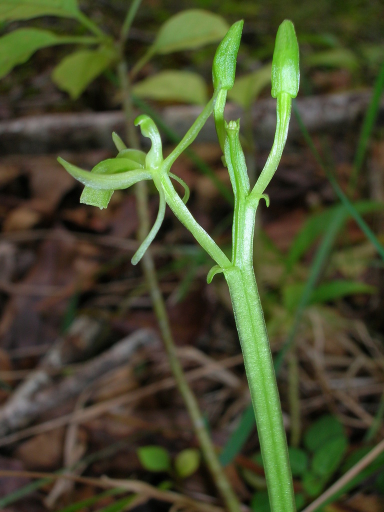 Liparis hawaiensis