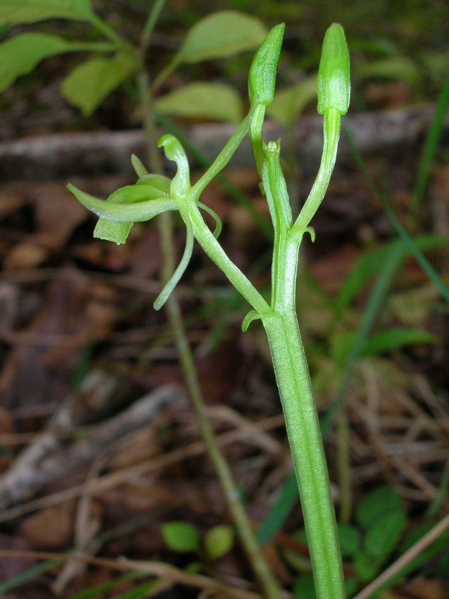 Liparis hawaiensis