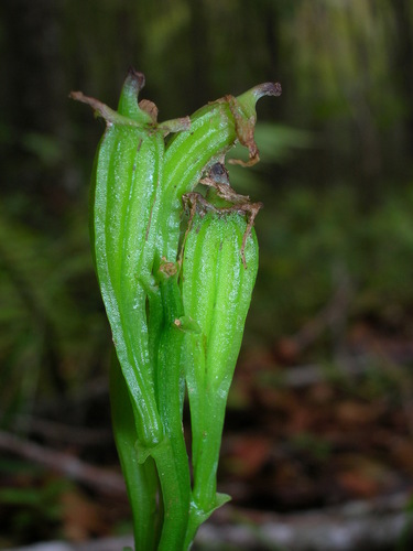 Liparis hawaiensis