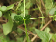 Galium canescens