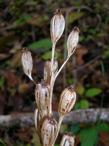 Liparis hawaiensis