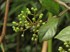 Viburnum triphyllum