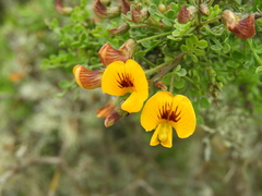 Adesmia confusa