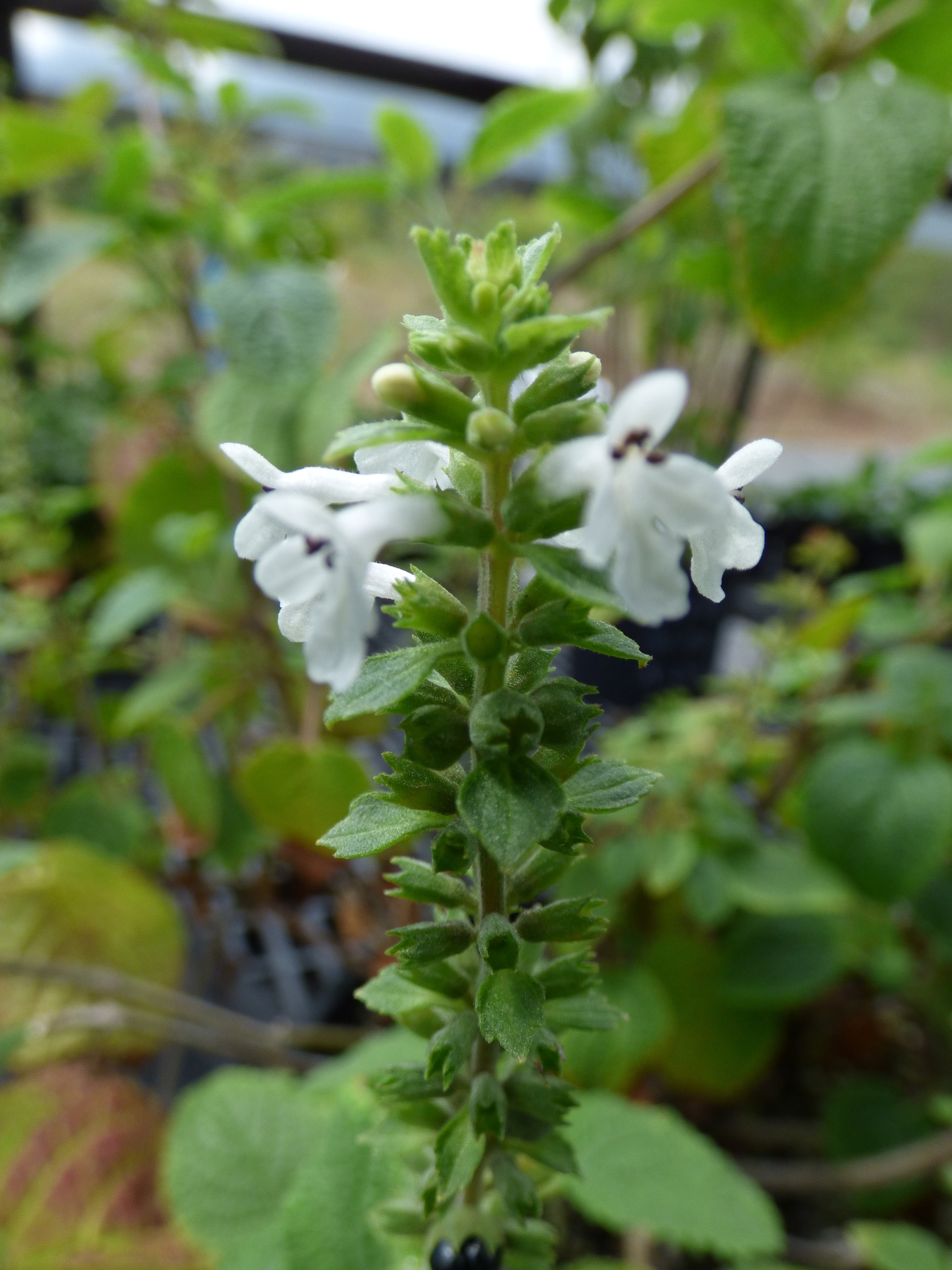 Phyllostegia bracteata