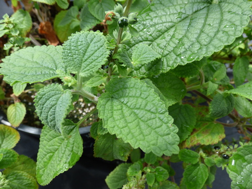 Phyllostegia bracteata