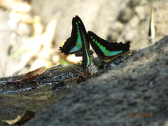 Graphium teredon