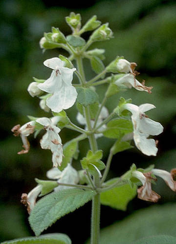 Phyllostegia ambigua