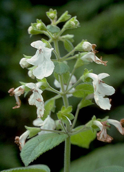 Phyllostegia ambigua