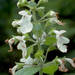 Phyllostegia ambigua - Photo (c) Smithsonian Institution, National Museum of Natural History, Department of Botany, some rights reserved (CC BY-NC-SA)