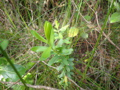Polygala myrtifolia