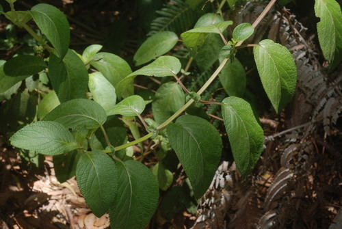 Phyllostegia ambigua