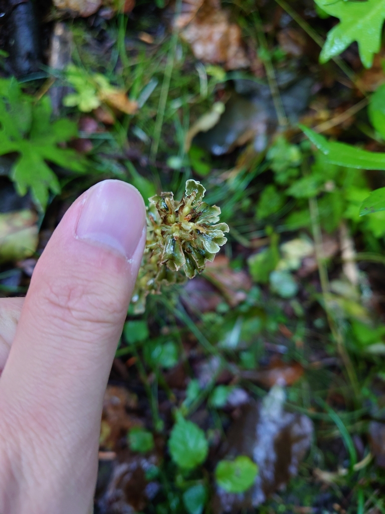 Neottia megalochila