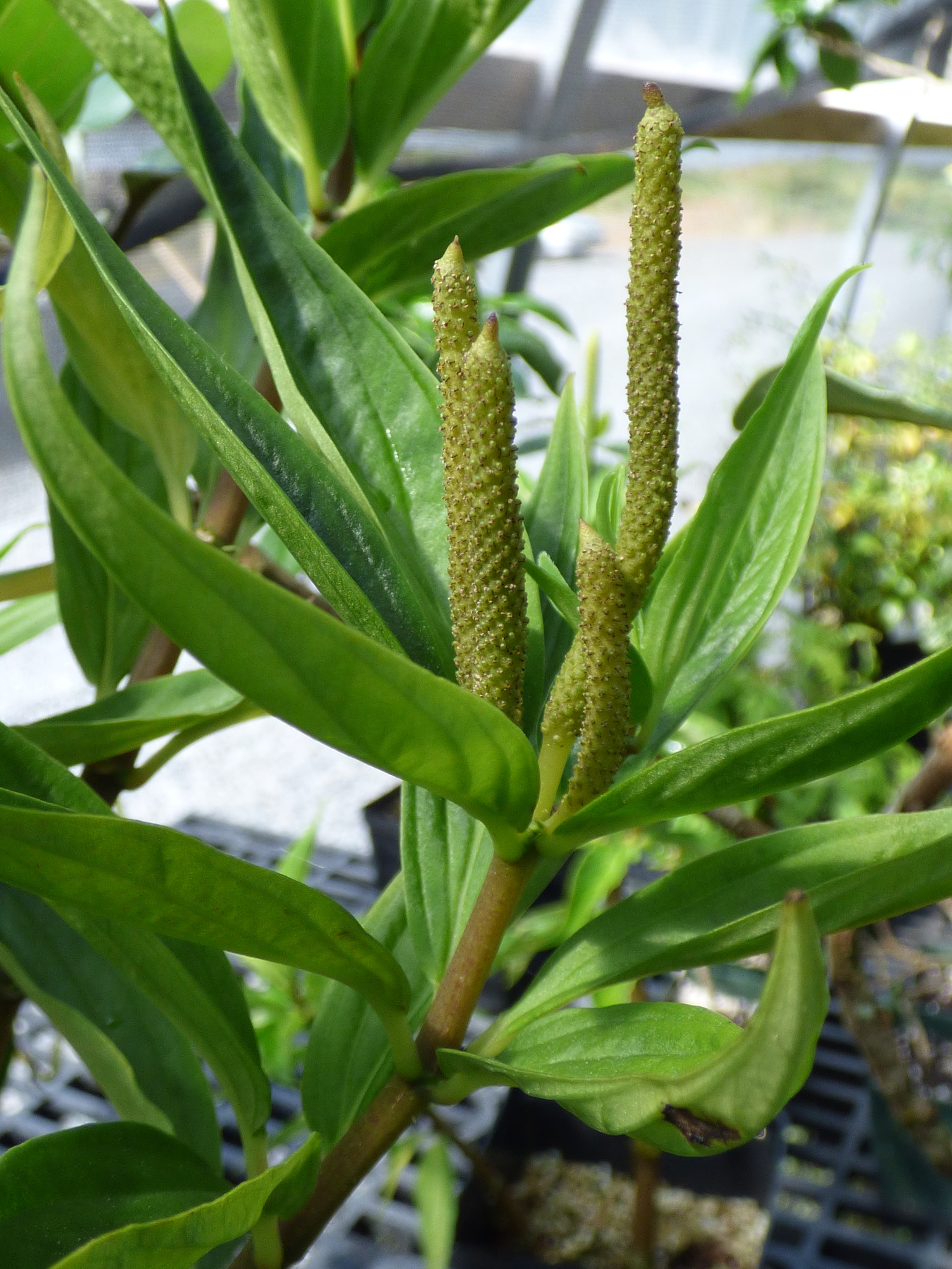 Peperomia subpetiolata