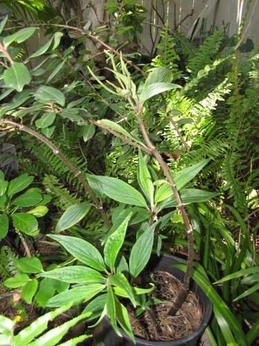 Peperomia subpetiolata