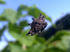 Gasteracantha cancriformis
