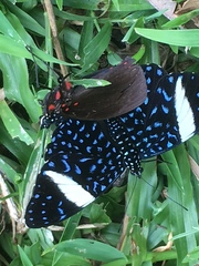 Hamadryas laodamia saurites