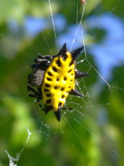 Gasteracantha cancriformis