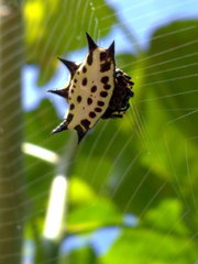 Gasteracantha cancriformis