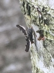 Callopistromyia strigula