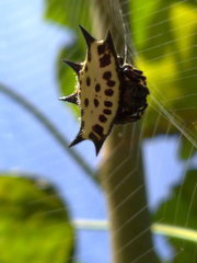 Gasteracantha cancriformis