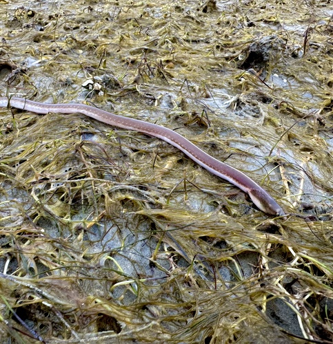Sooty eel (Bascanichthys scuticaris) — Ophichthidae — 5