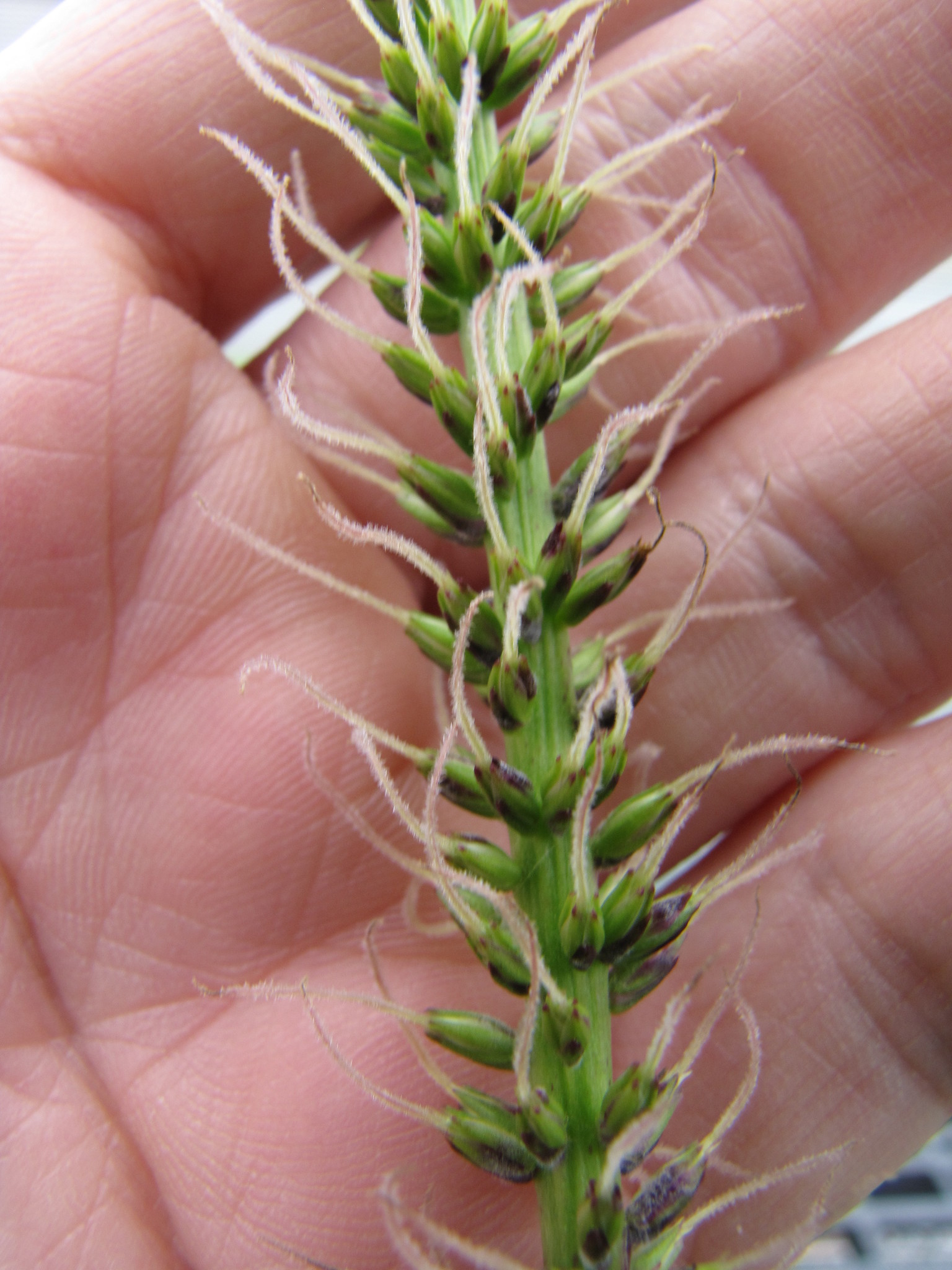 Plantago princeps