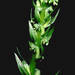 Hawaii Bog Orchid - Photo (c) Smithsonian Institution, National Museum of Natural History, Department of Botany, some rights reserved (CC BY-NC-SA)