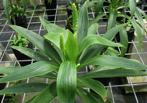 Plantago princeps