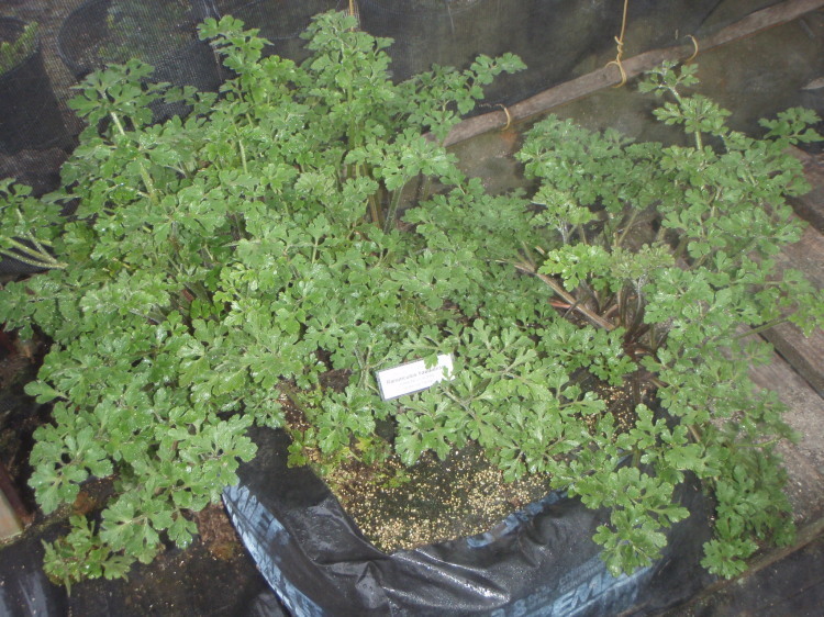 Ranunculus hawaiensis