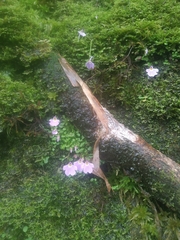 Utricularia phusoidaoensis